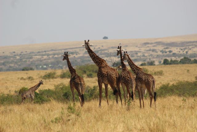 Girafas na savana africana